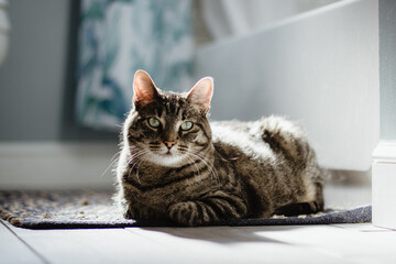 Domestic shorthair cat © Victoria