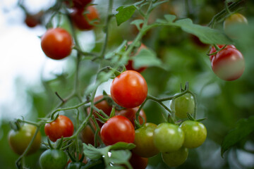 Cherry tomatoes