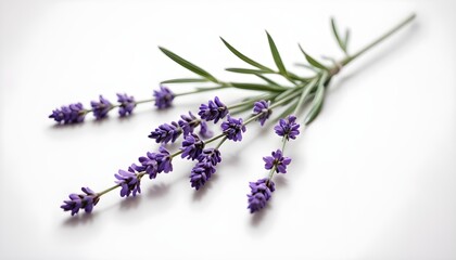 Lavender sprigs on a white background