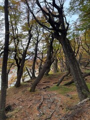 Lengas Forest in Autumn, El Chalten, Argentina