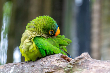 Close-up of a green Lory (or parakeet) resting on a log. The bird has its head tucked into its wing, showing the classic posture for sleep and comfort.