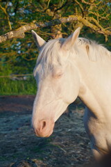 Obraz premium A Serene White Horse in Natures Embrace, symbolizing beauty and tranquility in the outdoors