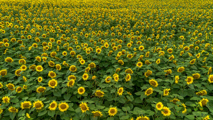 Vibrant Sunflower Field Landscape. 