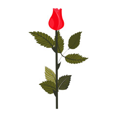 Bud of bright red rose on straight smooth stem. Vector illustration isolated on white background.