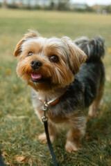 Happy Yorkshire Terrier dog on leash in Chiswick park