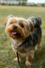 Yorkshire Terrier dog on leash with tongue out in Chiswick park
