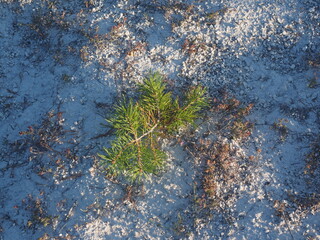 green moss on the stone