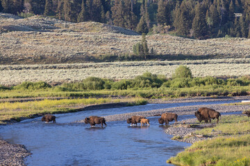 Bison Crossing © George Erwin Turner