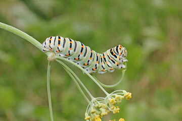 il variopinto bruco del macaone (Papilio machaon) sulla sua pianta nutrice (finocchietto)