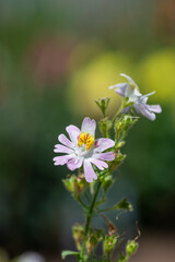 Close up of butterfly flowers (schizanthus pinnatus) in bloom