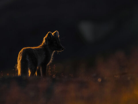 Backlit silhouette of a wild fox standing in a field at dusk with dramatic lighting and dark background