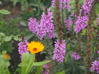 Obraz premium purple and yellow flowers