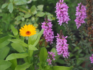 purple and yellow flowers