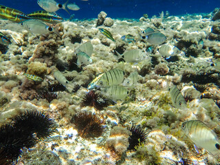 School fish swimming in blue sea water tropical under water. Scuba diving adventure in mediterranean sea. Fishes in underwater wild animal world, Coral and fish, underwater world wide angle view.