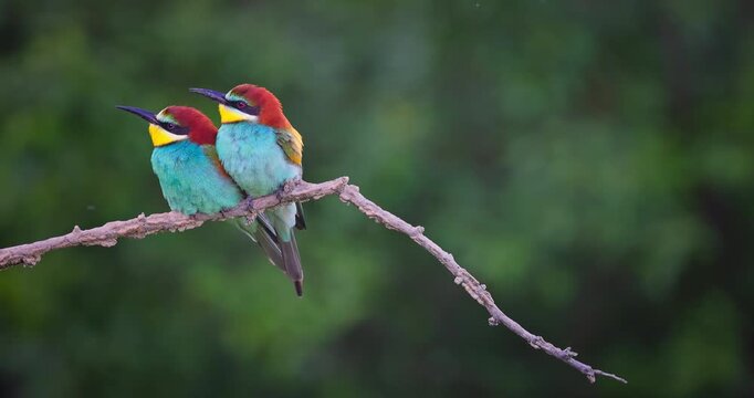 Bee-eater birds family couple perched on a tree branch in natural habitat