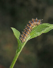 bruco spinoso di Melitaea didyma