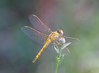 libellula gialla (Orthetrum cancellatum femmina)
