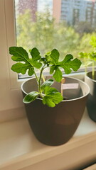 Wassermelonenpflanze am Fenster – Urban Gardening Blumentopf Selbstversorger Indoor Garten