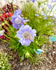 Lila Sommerblumen mit Schmetterling im Garten Wiese Natur Sommer Blumenbeet