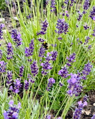 Lavendel mit Hummeln Lavendelfeld Sommer Natur Wiese