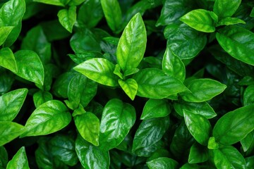 Lush Green Foliage - Vibrant Close-Up of Glossy Leaves.