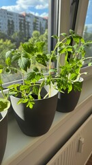 Tomatenpflanzen am sonnigen Fenster – Urban Gardening in der Stadtwohnung Selbstversorger