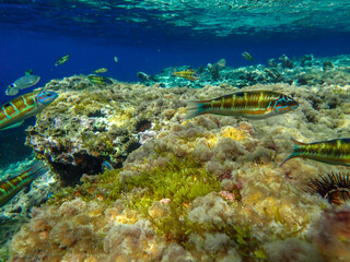 Ocean blue underwater with sunrays, Underwater Sea Deep Water Abstract Sunshine, sea wave , clean waters in summer time, Natural underwater seascape, sand on ocean floor and water surface with sunligh