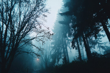 Obraz premium Misty forest path in twilight, with dark trees and branches.
