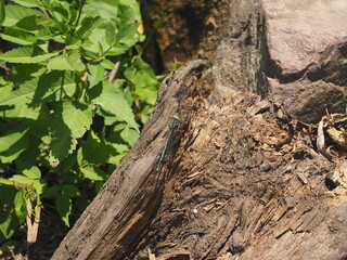 bark of a tree