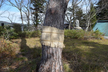 害虫駆除 松のこも巻き