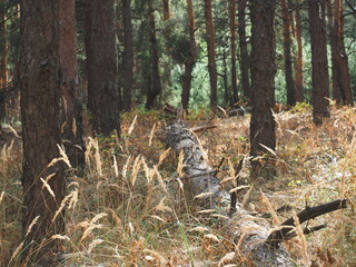 wild animal in forest