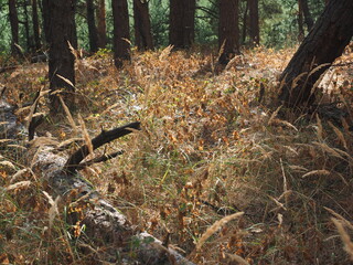 wild boar in the forest