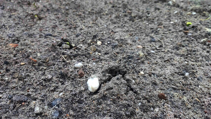 Seedling Emerging from Soil