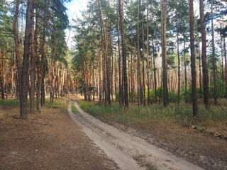 Fototapeta premium road in the woods