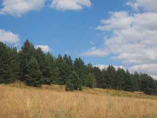 landscape with trees