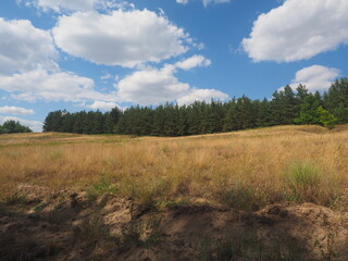 forest in the forest