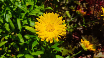 marigold flowers in the garden