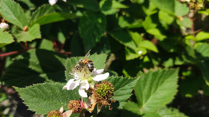 Bee Collecting Nectar from Blackberry Flower