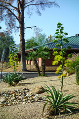 Arizona xeriscaping with Agave American or Century plant featuring flowering stalks and dwarf palm trees in capital city of Phoenix