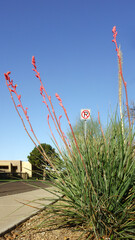 Closeup of flowering spike of Hesperaloe parviflora, also known as Red Yucca or False Yucca, under a clear blue sky along Phoenix residential street, Arizon