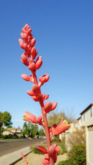 Closeup of flowering spike of Hesperaloe parviflora, also known as Red Yucca or False Yucca, under a clear blue sky along Phoenix residential street, Arizon