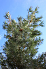 Branches and foliage and pine cones of Eldarica conifer against bright clear blue sky in spring time