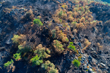 An aerial view of a burnt forest showing the first signs of regeneration The Powerful Resilience of Nature