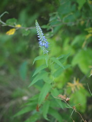 butterfly on a flower