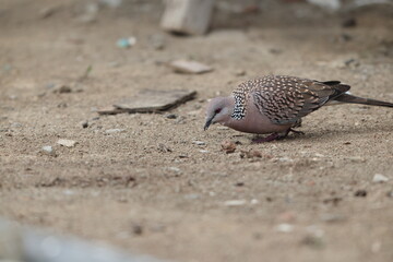Spotted dove or eastern spotted dove (Spilopelia chinensis suratensis) in North India.
