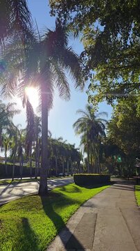 Walking under tropical palm trees with sunlight in Miami Florida