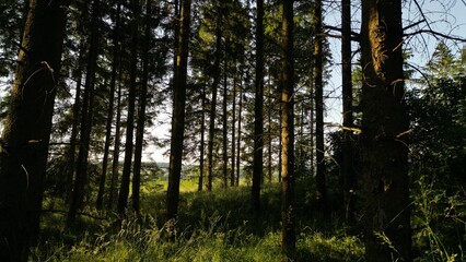 Obraz premium This picture shows threes. They are growing near to each other. Behind the trees is a field. Shot with a DJI drone