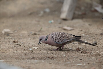 Spotted dove or eastern spotted dove (Spilopelia chinensis suratensis) in North India.