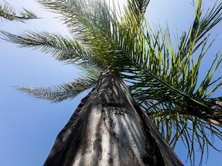 Looking up at a tall palm tree with green fronds against a clear blue sky, tropical summer...