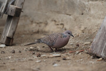 Spotted dove or eastern spotted dove (Spilopelia chinensis suratensis) in North India.